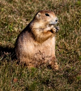 A fat and sassy prairie dog on the grounds of Devil's Tower National Monument in Crook County, Wyoming. Original image from Carol M. Highsmith’s America, Library of Congress collection.