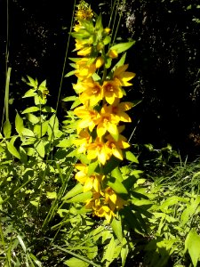 Flower Plant Terrestrial Plant Vegetation photo