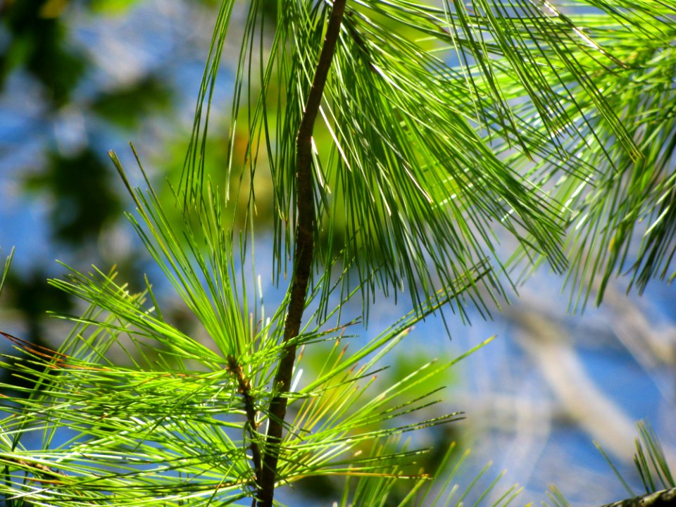 Pine Tree Leaves On Tree