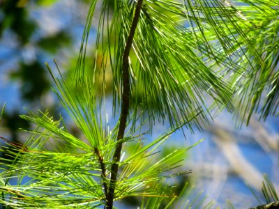 Pine Tree Leaves On Tree