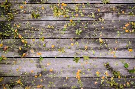 Small Leaves On Wood Deck