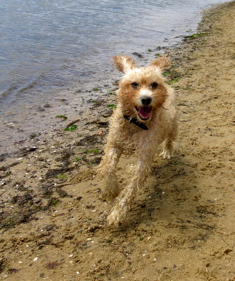 Maggie At Brighton Dog Beach