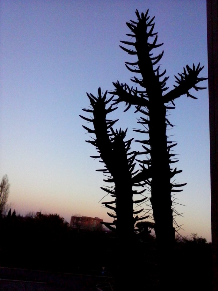 Sky Plant Branch Terrestrial Plant