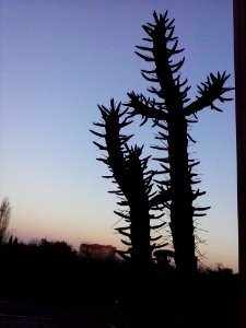 Sky Plant Branch Terrestrial Plant