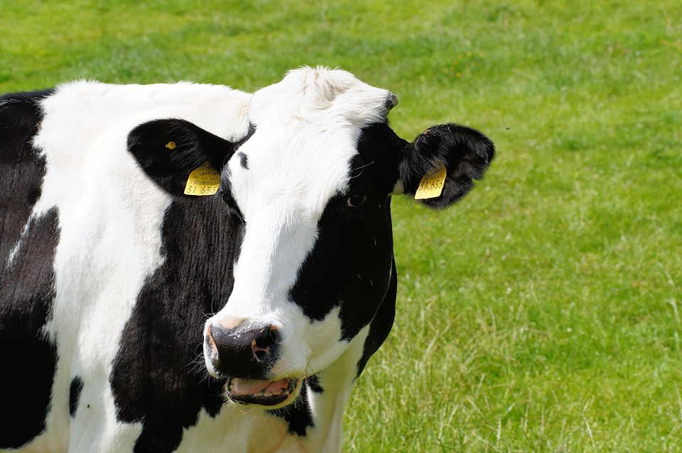 Cattle breed schwarzbunt portrait