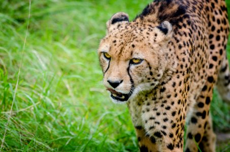 Cheetah photo