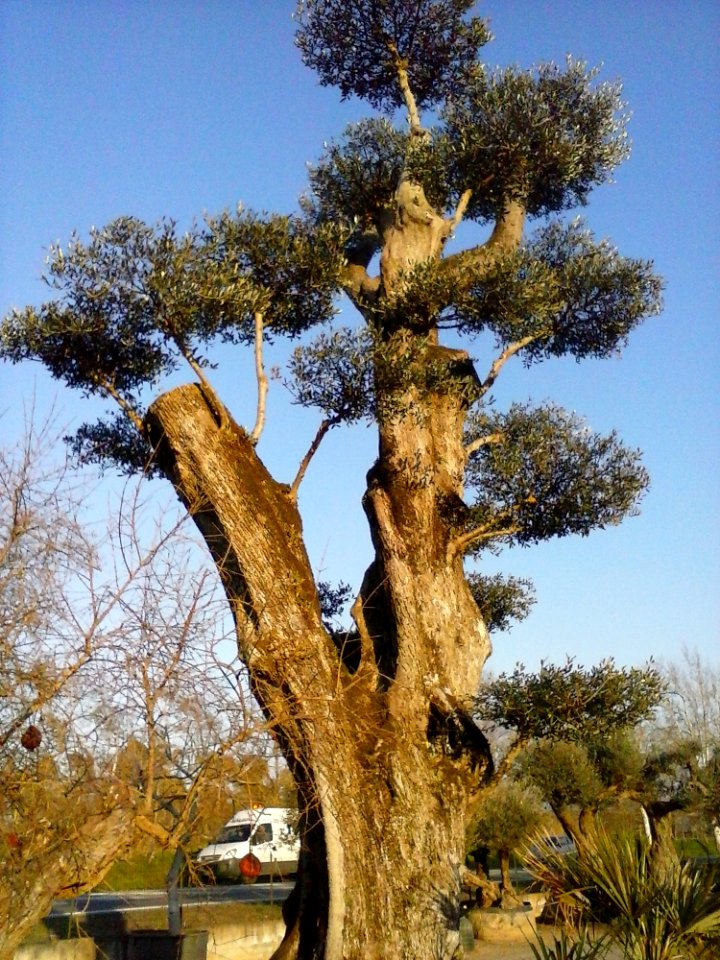 Sky Plant Community Plant Tree