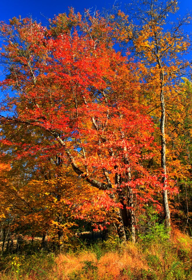 Peak Color (3)