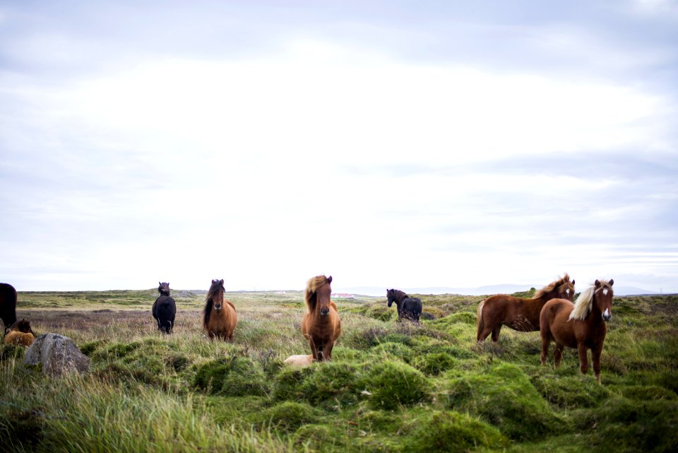 Horses In An Open Field