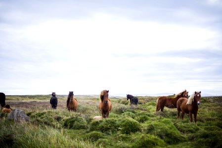 Horses In An Open Field