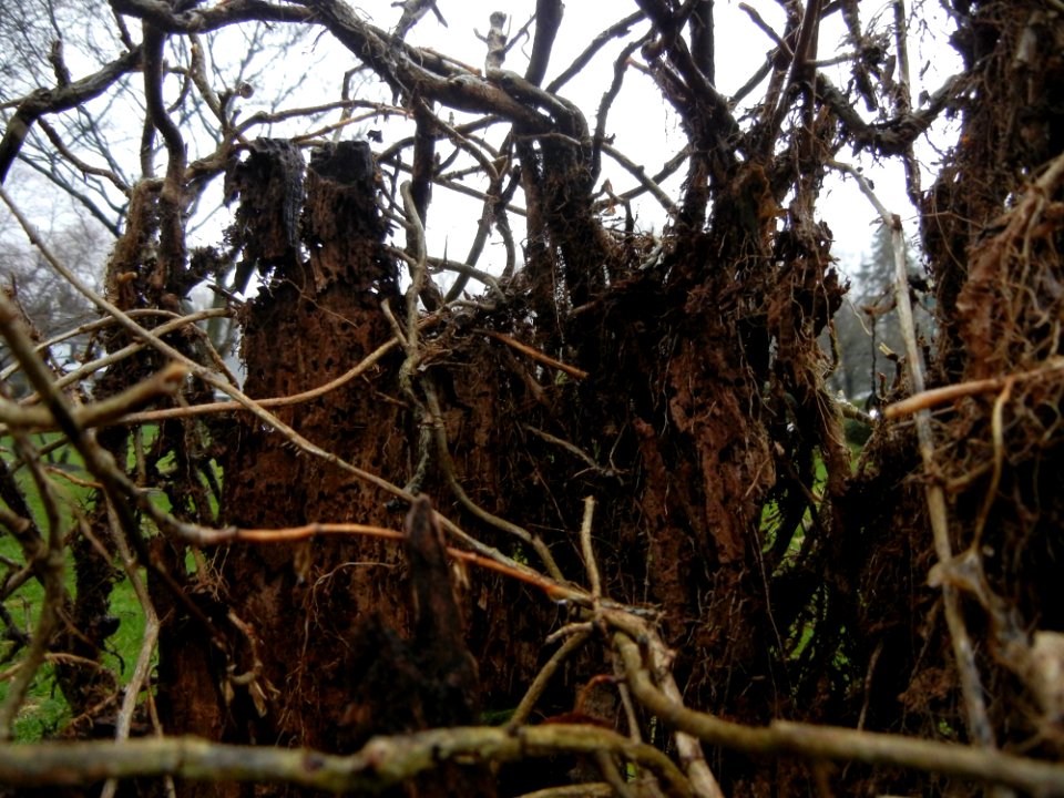 Through The Thicket