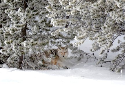A coyote blends into its surroundings in mid-winter in Yellowstone National Park in northern Wyoming. Original image from Carol M. Highsmith’s America, Library of Congress collection.