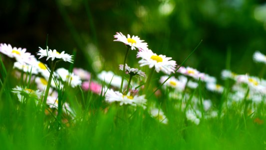 Dasies As Seen By A Bug