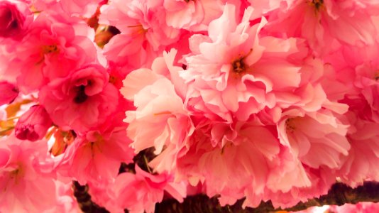 Kwanzan Flowering Cherry Tree Closeup