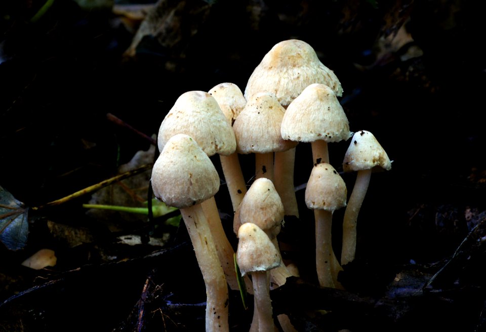 Coprinellus