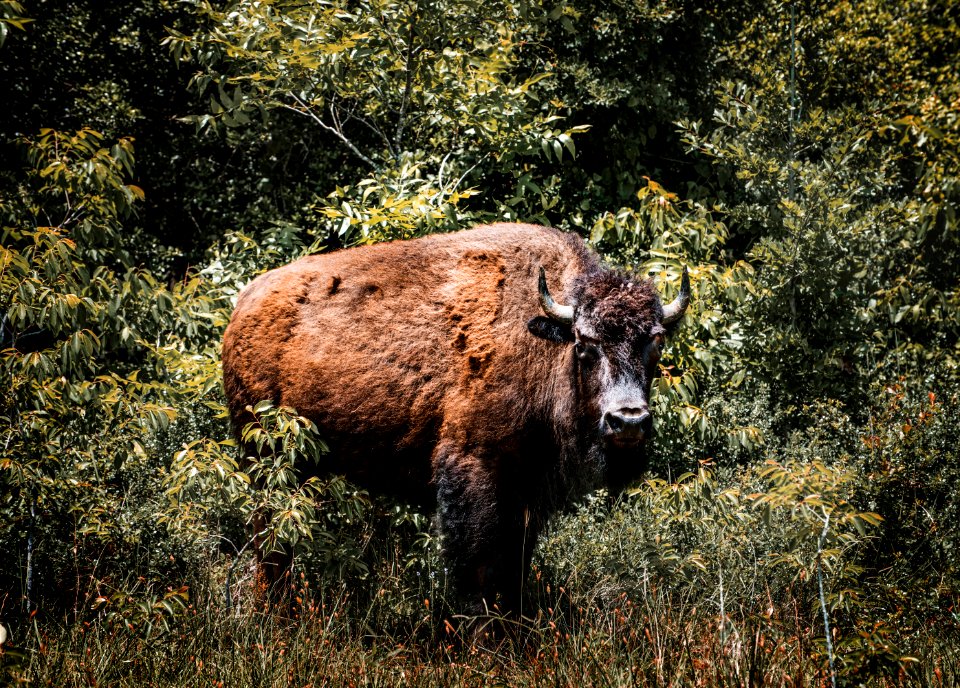 American bison, or buffaloes, in Yellowstone National Park in the northwest corner of Wyoming. Original image from Carol M. Highsmith’s America, Library of Congress collection.
