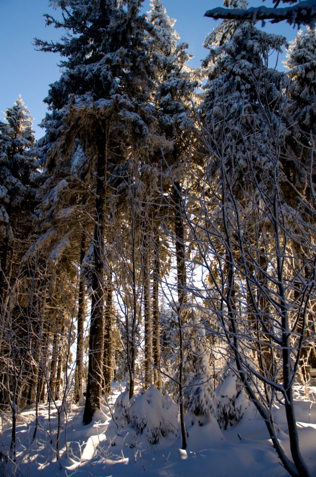 Sky Snow Plant Wood