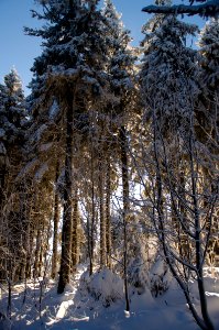 Sky Snow Plant Wood