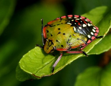Green Vegetable Bug