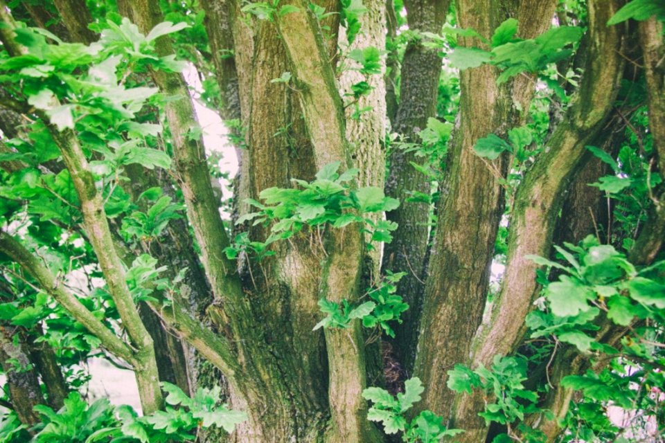 Young Oak Leaves