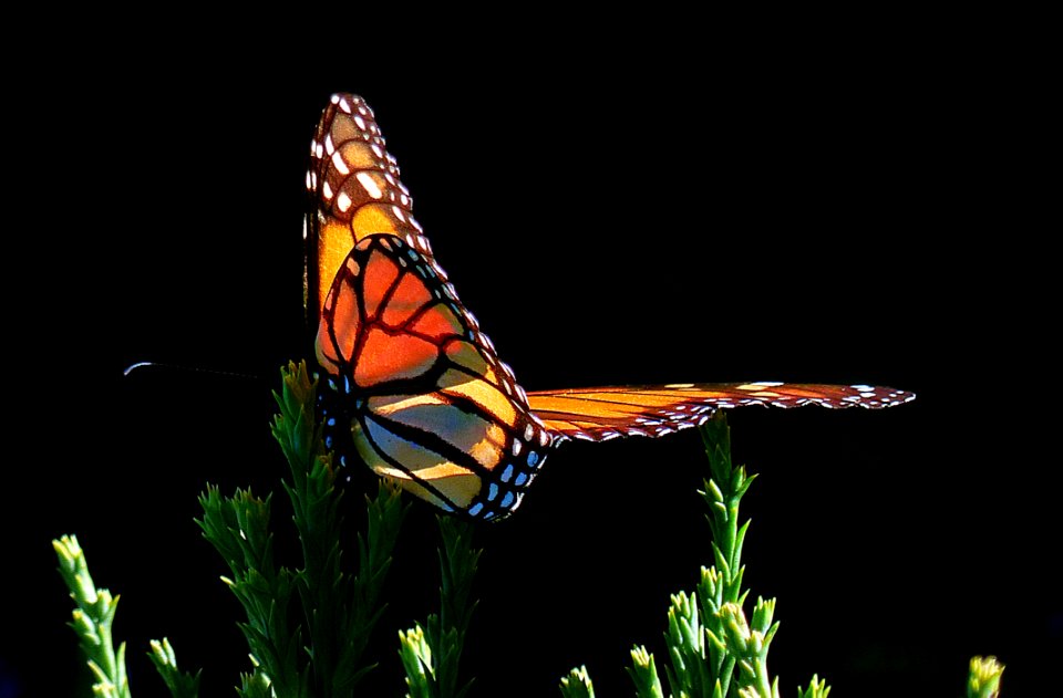 Monarch ButterflyFZ200