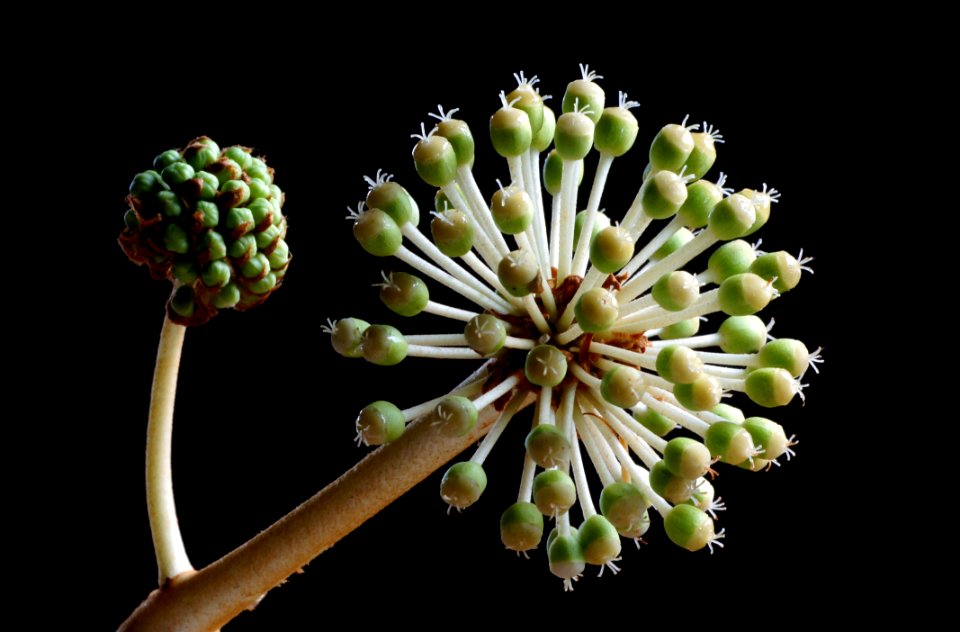 Fatsia Japonica Flower