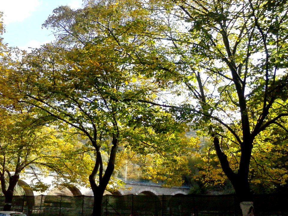 Sky Tree Natural Landscape Plant