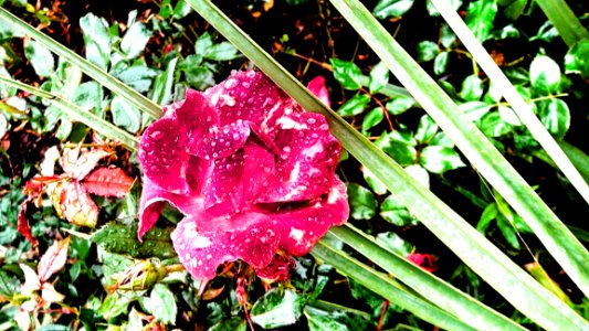 Flower With Dew Drops