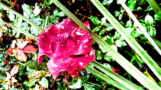 Flower With Dew Drops photo