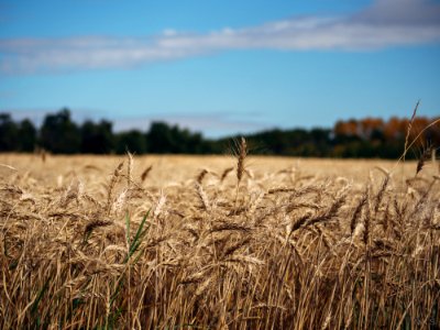 Golden Fields
