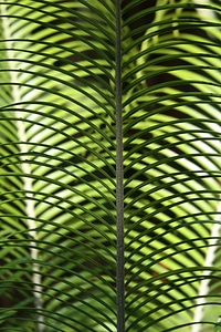 Tropical palm flora foliage photo