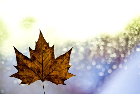 Autumn Leaf And Sparkling Background