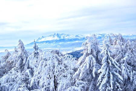 Snow Covered Forest And Mountains