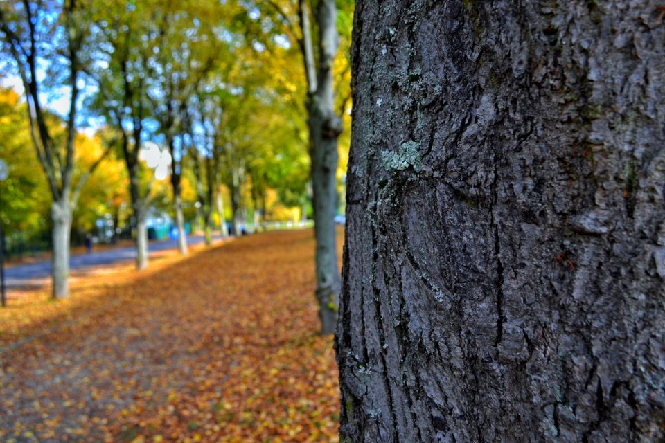 Tree Trunk And Autumn Leaves