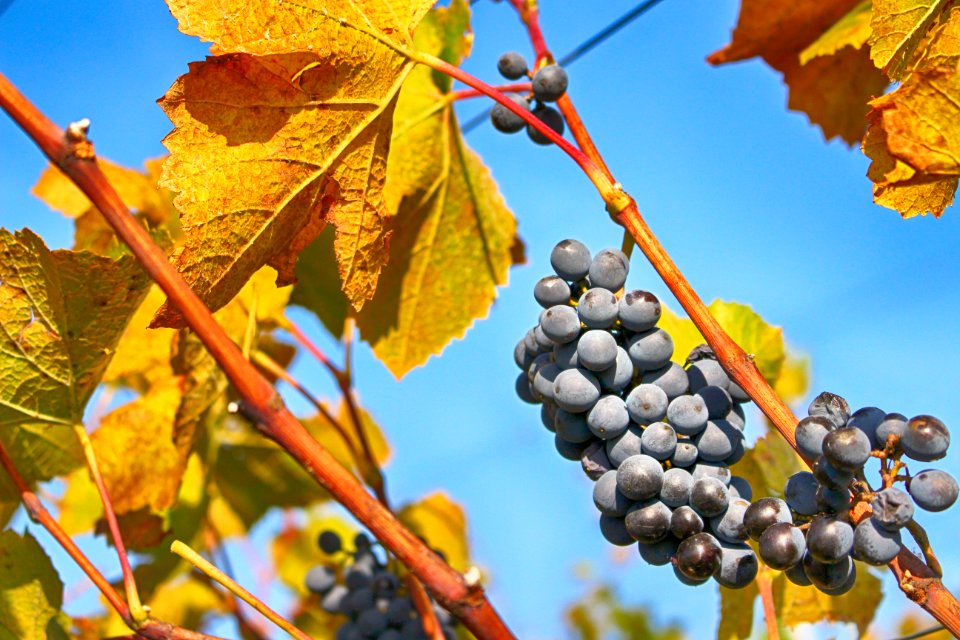Bunches Of Fresh Blue Grapes On Vine