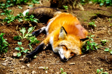 Fox Sleeping On Ground