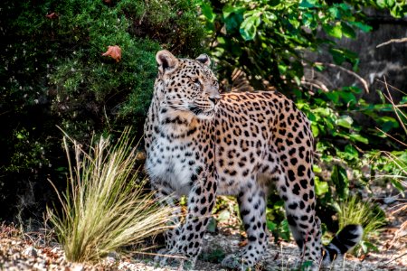 Photo Of Leopard photo