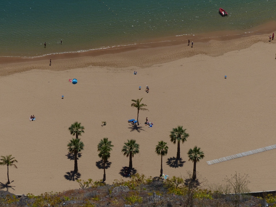 Palm trees playa las teresitas tenerife