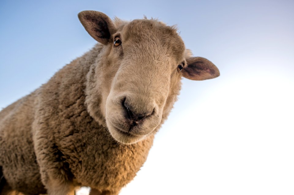 Focus Photo Of Brown Sheep Under Blue Sky