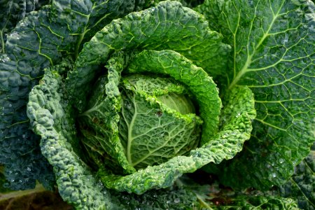 Focus Photography Of Green Cabbage