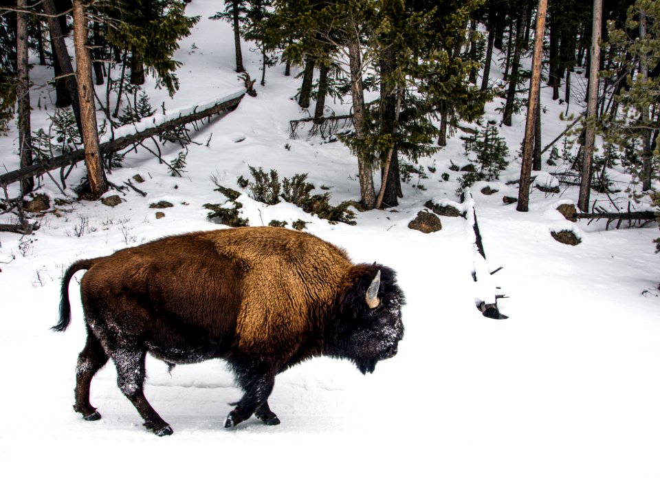 American bison, or buffaloes, in Yellowstone National Park in the northwest corner of Wyoming. Original image from Carol M. Highsmith’s America, Library of Congress collection.