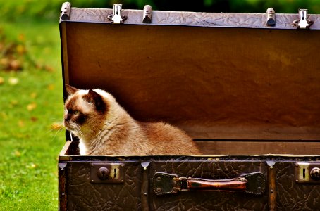 White And Brown Siamese Cat Inside Chest Box photo