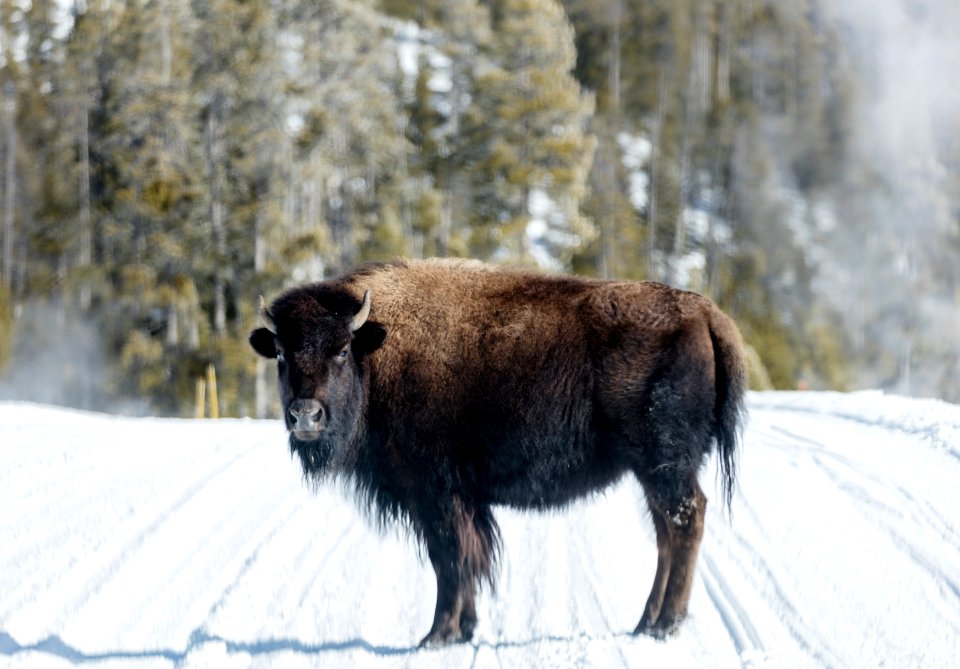 American bison, or buffaloes, in Yellowstone National Park in the northwest corner of Wyoming. Original image from Carol M. Highsmith’s America, Library of Congress collection.