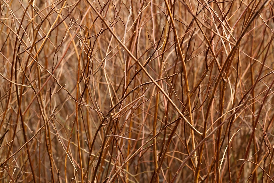 Brown color flora