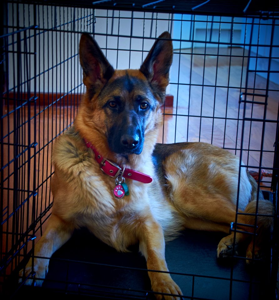 German Shepherd In Cage