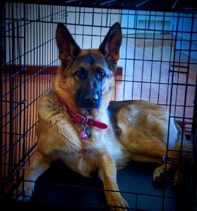 German Shepherd In Cage