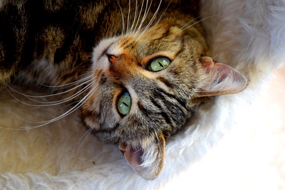 Brown Cat On Fur Mat photo