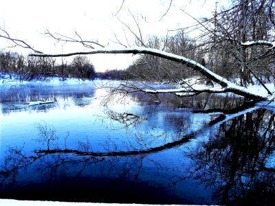 Tree Hanging Over Water photo