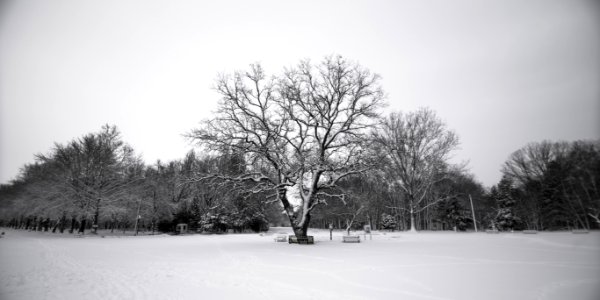 Trees In Winter