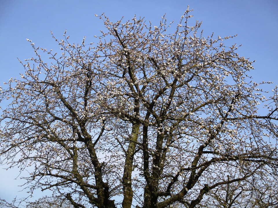 Bloom beautiful spring